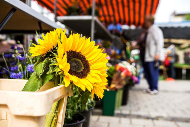 Sonnenblume auf dem Hochheimer Wochenmarkt